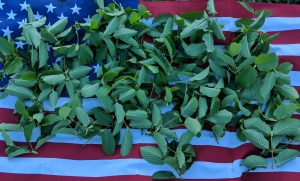 Red Vein Malay Kratom leaf for sale freeship United States