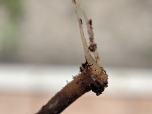 P. Viridis Roots Sprouting from a cutting