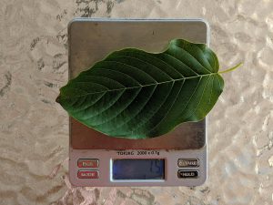 Fresh Kratom leaf the average weight
