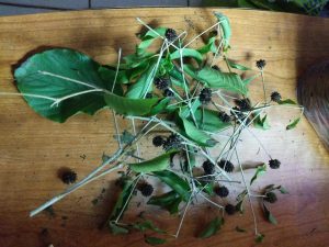 Buy White Vein Vietnam Kratom seed pods fertile wholesale freeship 