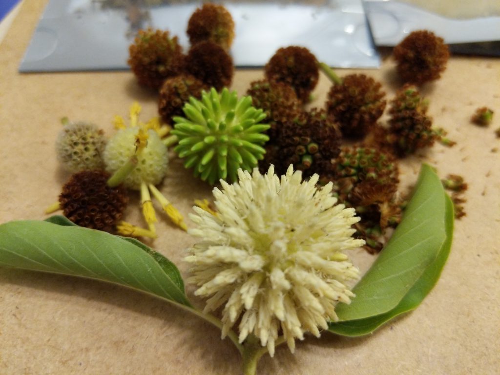 Majestic Kratom Seed Pods at dusk