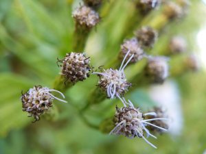 Mexican Dream Herb Seed Pods for sale 