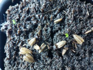 Wholesale White Vein Vietnam Kratom seed pods fertile freeship