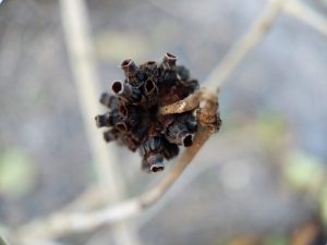 White Vein Vietnam Kratom seed pods 