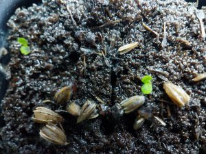 White Vein Vietnam Kratom seed pods fertile for sale freeship United States