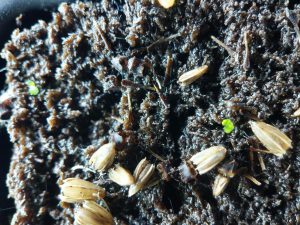 Kratom seedlings Coming through the soil