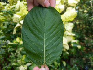 Buy Red Vein Vietnam Kratom Thai Kratom leaf wholesale