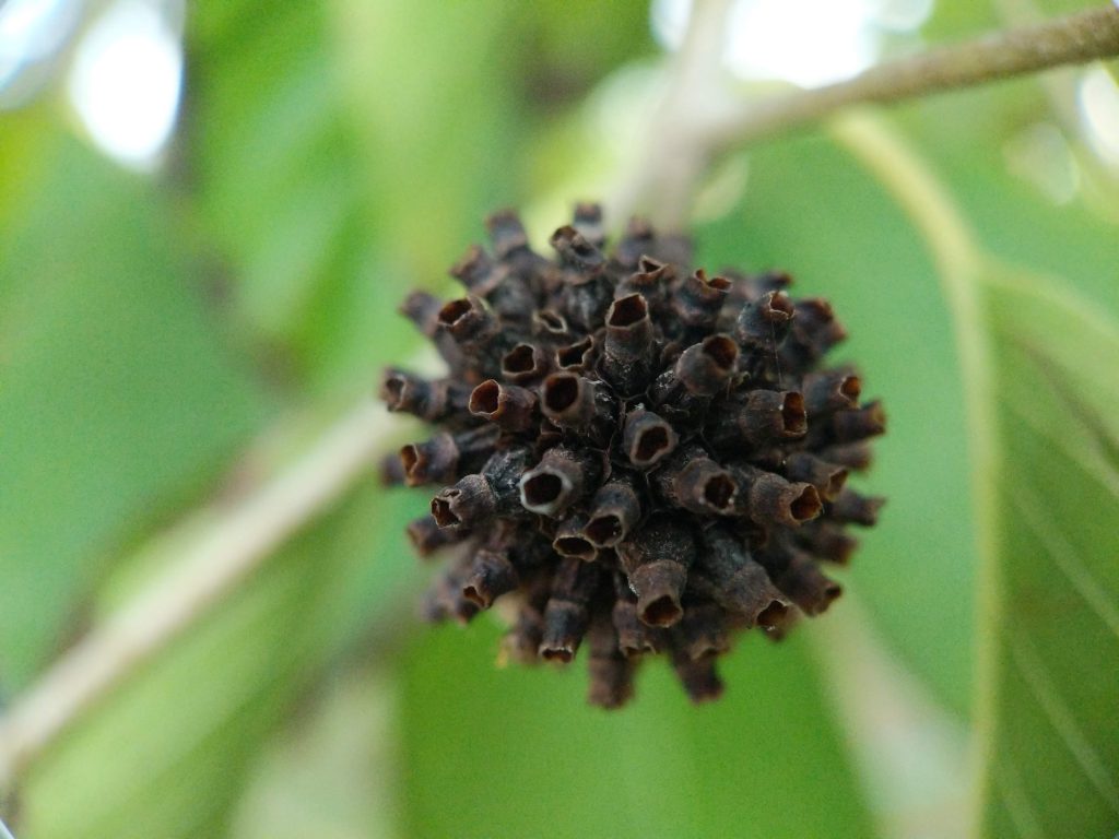 Buy White Vein Vietnam Kratom seed pods Kratom Leaf