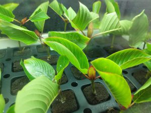 Wholesale White Vein Vietnam Kratom cuttings free shipping