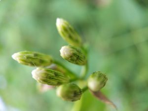 Mexican Dream Herb Seed Pods 