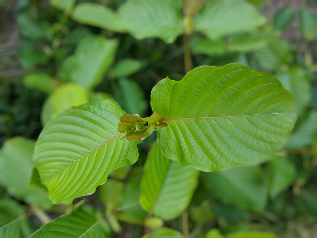 Kratom Leaf - Buy Raw Fresh American Kratom Leaf - Kratom Leaf