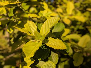 Pink Vein Og bali Kratom leaf for sale free ship