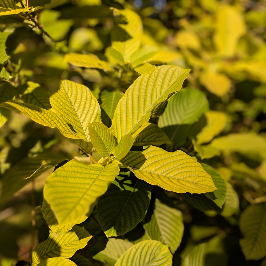 Pink Vein Og bali Kratom leaf for sale free ship