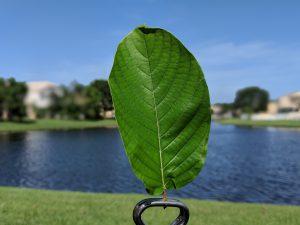 Buy Gold Bali  Thai Kratom leaf wholesale