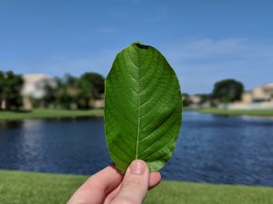 Wholesale Gold Bali  Thai Kratom leaf free shipping