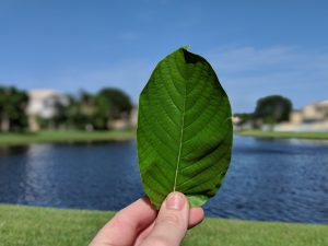 Wholesale Gold Bali  Thai Kratom leaf 