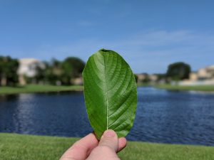 Kratom Cinnamon Oatmeal- Kratom Recipes