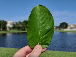 Gold Bali  Kratom leaf for sale freeship