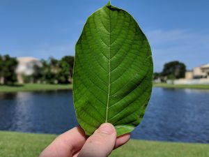 Gold Bali  Kratom leaf for sale  freeship usa