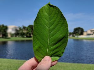 Gold Bali  Kratom leaf for sale 