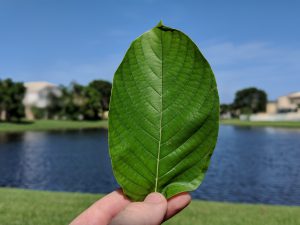 Gold Bali  Kratom leaf for sale free ship