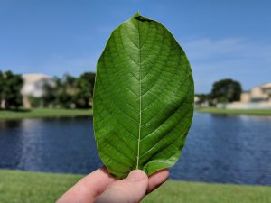 Buy Gold Bali  Thai Kratom leaf wholesale free ship