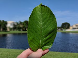 Yellow Maeng Da  Kratom for sale freeship