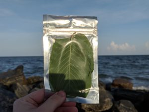 Yellow Maeng Da  Kratom leaf for sale 