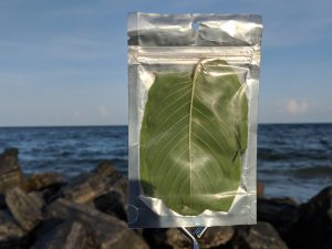 Picking Kratom Seed Pod off of the top of a Kratom Tree