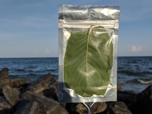 Wholesale Yellow Maeng Da  Thai Kratom leaf freeship