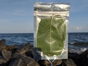 Yellow Maeng Da Kratom leaf for sale freeship