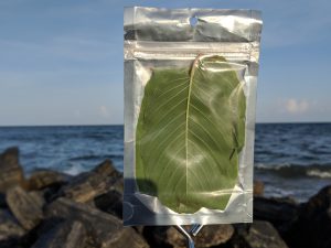 Wholesale Yellow Maeng Da  Thai Kratom leaf free ship