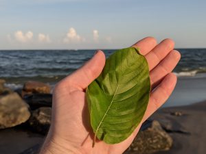 Buy local Kratom in Birmingham