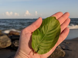 Buy local Kratom in Richmond