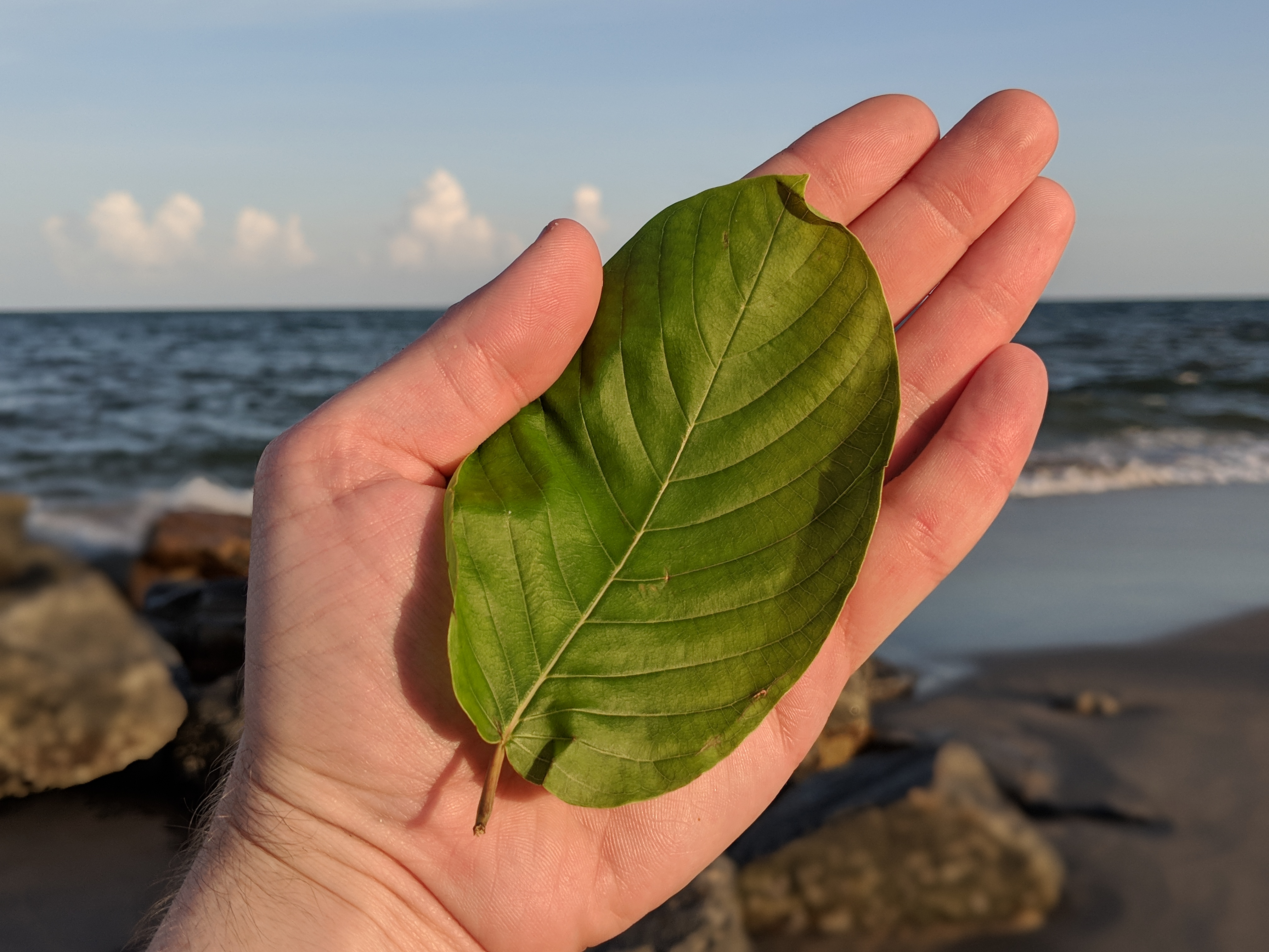 Wholesale Pink Vein Og bali Kratom Thai Kratom leaf free ship