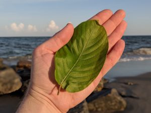 Buy local Kratom in Murrieta