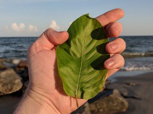 Wholesale Pink Vein Og bali Kratom Thai Kratom leaf freeship