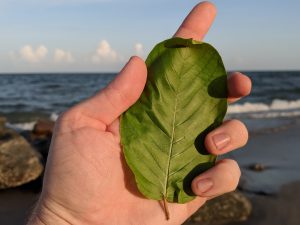 Buy local Kratom in Fort Lauderdale Florida - USA Grown