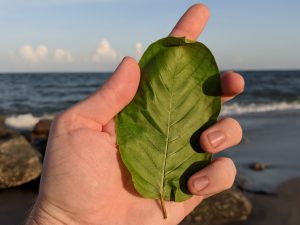 Wholesale Pink Vein Og bali Kratom Thai Kratom leaf 