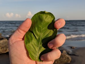 Buy Pink Vein Og bali Kratom Thai Kratom leaf wholesale free ship