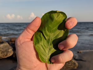 Buy local Kratom in San Mateo California