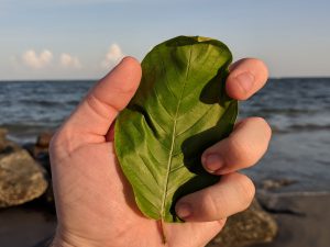 Buy local Kratom in Round Rock Texas