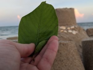 Buy local Kratom in Sioux Falls