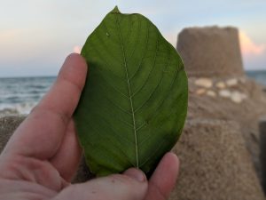 Pink Vein Og bali Kratom leaf for sale 