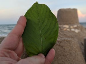 Pink Vein Og bali Kratom leaf for sale freeship