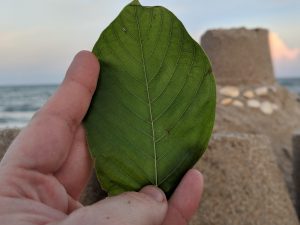 Buy local Kratom in South Bend