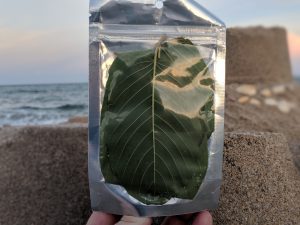 Pink Vein Og bali Kratom for sale free ship