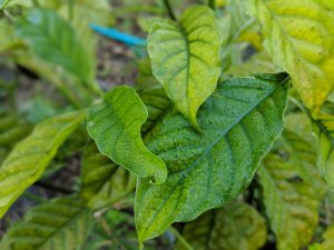 P. Viridis cuttings for sale 