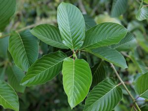 Buy Red Vein Malay Kratom cuttings