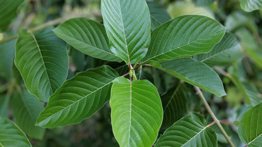 Buy Red Vein Malay Kratom cuttings